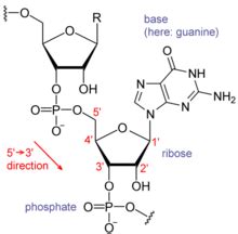 RNA world - Wikipedia