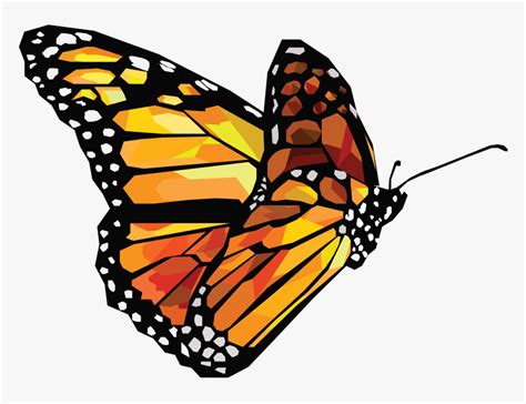 Transparent Butterfly Vector Png - Butterfly Vector Png, Png Download ...