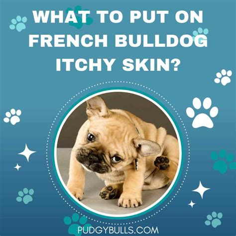 What to Put on French Bulldog Itchy Skin? Frenchie’s Skin Allergies