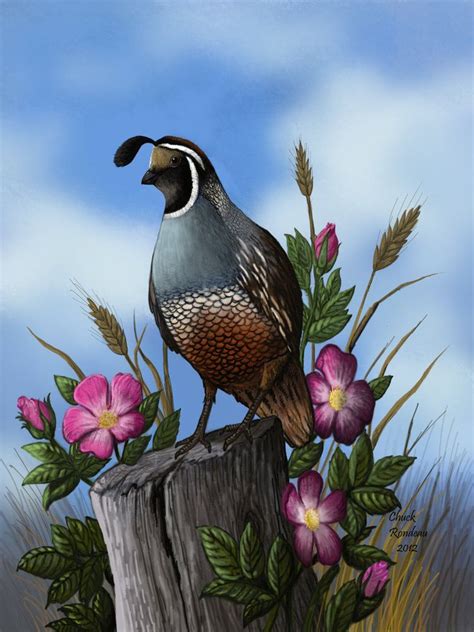 Quail and Wild Roses by ChuckRondeau on deviantART | Bird drawings ...