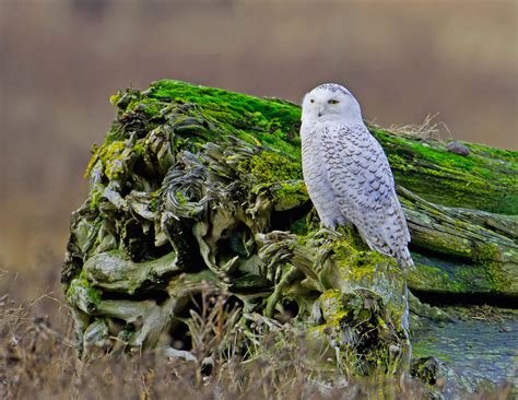 Snowy Owl — Eastside Audubon Society