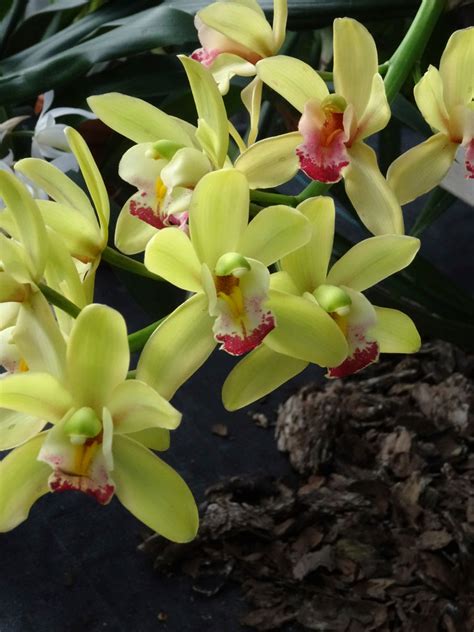 DSC00044 | little yellow green orchids | James Mills | Flickr