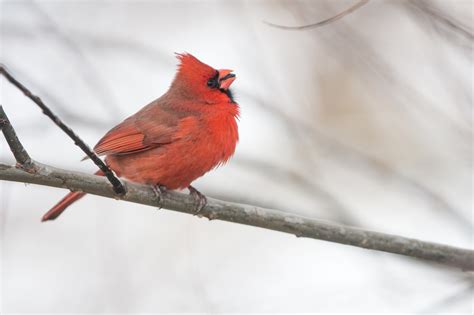 Download Winter Branch Cardinal Bird Animal Northern Cardinal 4k Ultra ...