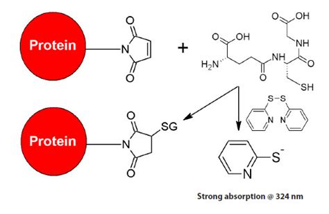 Quantify Maleimide by Absorbance or Fluorescence | AAT Bioquest