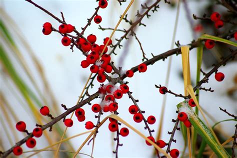 Cotoneaster Bush Winter - Free photo on Pixabay - Pixabay