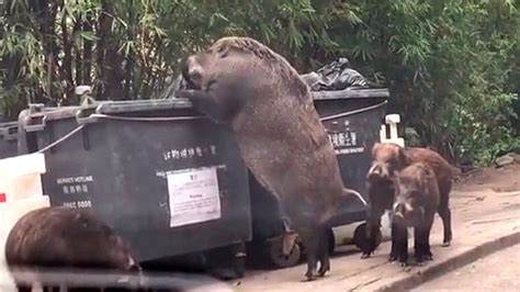 A Giant Wild Boar Was Filmed While It Was Searching For Food In A ...