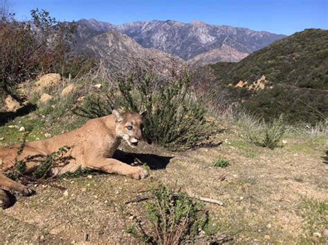 Mountain Lion Caught Prowling California Neighborhood Released into ...