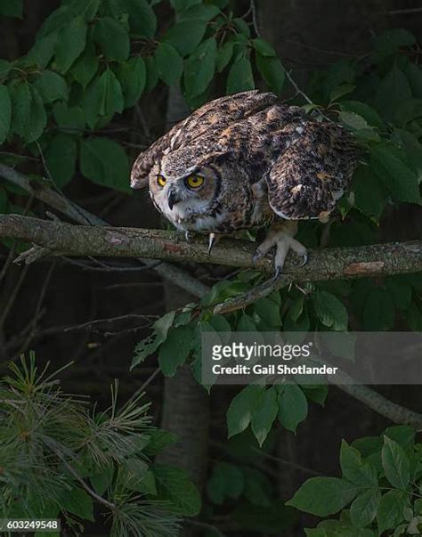 114 Great Horned Owl Talons Stock Photos, High-Res Pictures, and Images ...