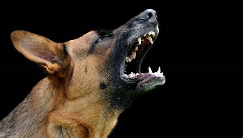 How to Stop Dog Barking with Command Training According to Experts