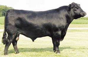 Aberdeen Angus | The Beef Site