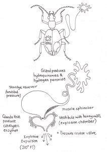 Anatomy of Bombardier beetle - Lizzie Harper