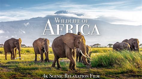 Wildlife of Africa 4K - Scenic Relaxation Film With African Music