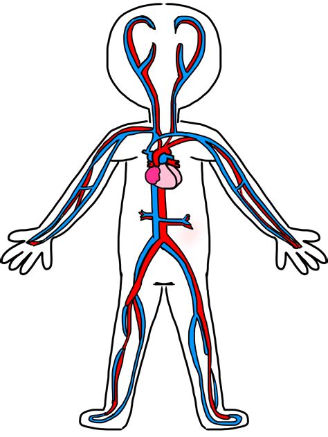 Digestive System Drawing at GetDrawings | Free download