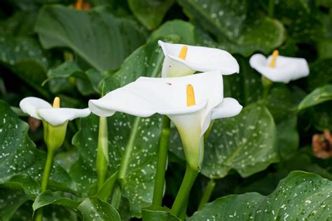 Dividing Arum Lilies | The Gardener : The Gardener