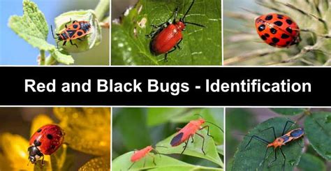 15 Red and Black Bugs (Pictures) - Insect and Bug Identification