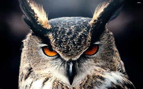 Great Horned Owl Wallpapers - Top Free Great Horned Owl Backgrounds ...