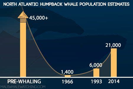 The Humpback Whale Population Graph