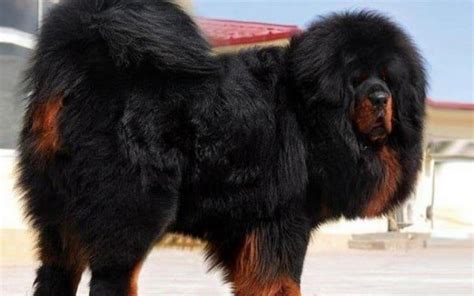 Tibetan Mastiff Dog Breed Information and Photos