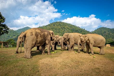 Elephant Nature Park: An Ethical Thailand Elephant Sanctuary - A ...