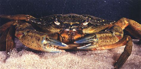 green crab (Carcinus maenas) - Species Profile