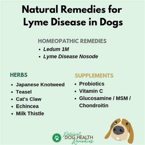 What Can I Give My Dog For Lyme Disease?