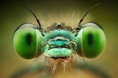 animals | Macro photography insects, Macro photography tips, Macro ...