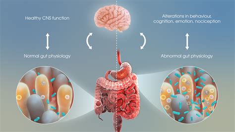 How Gut Bacteria Impact Human Emotions - Scientific Animations