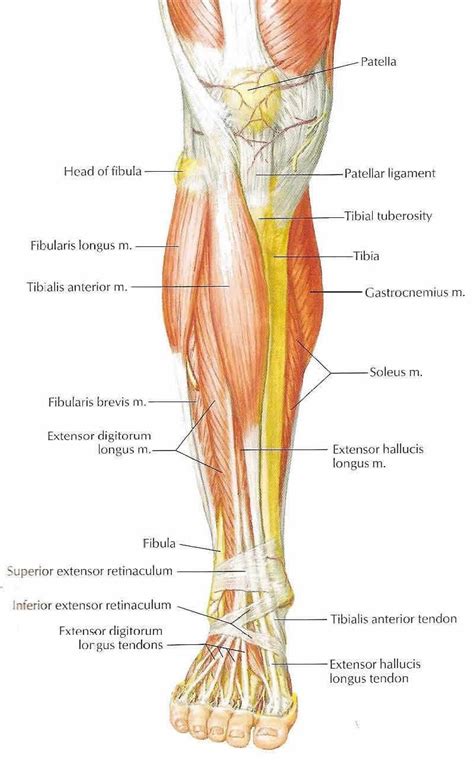 Reverse Magazine: It's A Game of Feet | Muscle anatomy, Leg anatomy ...