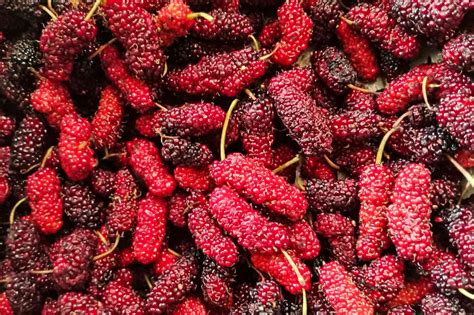 How to Grow and Care for Red Mulberry Trees