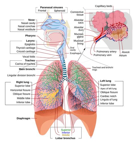 Respiratory system - Wikipedia