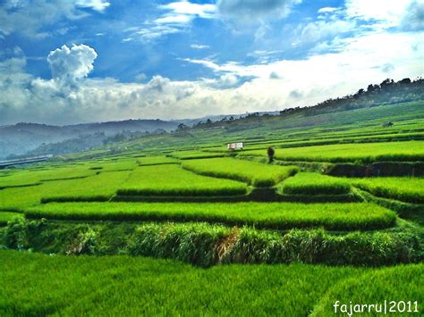 Gambar Pulau Saronde Gorontalo Utara Indonesia Tanaman Padi Sawah ...