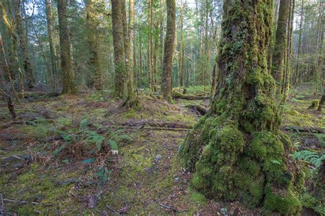 Tarkine Forest, Tasmania - Stock Image - F031/9670 - Science Photo Library