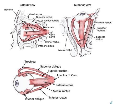 ANATOMY AND DISEASES OF EYE ORBIT. MANAGEMENT OF ORBIT DISEASES. Free ...