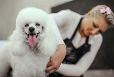 How to Groom a Matted Poodle at Home - PatchPuppy.com