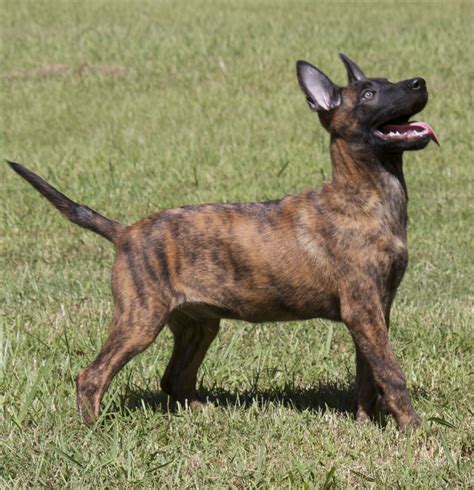 Dutch Shepherd Puppies | Add photos Waggish Dutch Shepherd puppy in ...