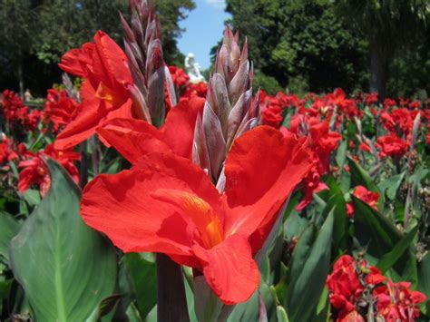 Canna Lilies: Tips For Planting And Growing Cannas