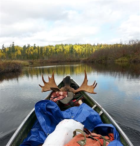 Moose hunting: A little bit of skill and a whole lot of luck - Métis ...