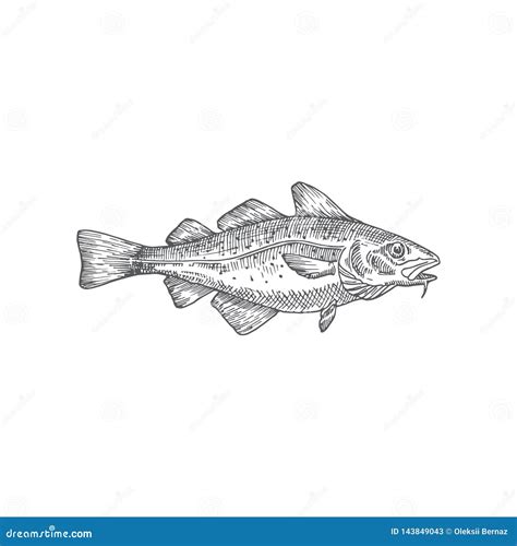 Cod or Codfish Hand Drawn Vector Illustration. Abstract Fish Sketch ...