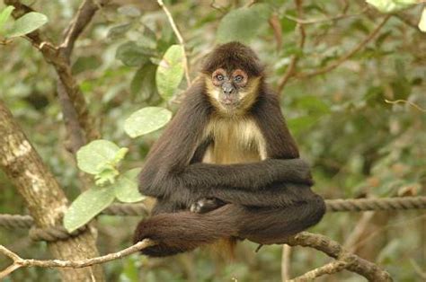 Spider Monkey Facts for Kids - Spider Monkey Fun Facts • Kids Animals Facts