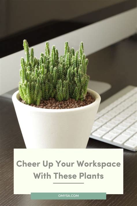 10 Best Office Desk Plants to Cheer Up Your Workspace | Desk plants ...