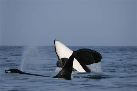 Best Time to See Whales in Kaikoura? | Whale Watching Kaikoura