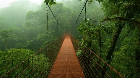 Rainforest Wallpapers - Top Free Rainforest Backgrounds - WallpaperAccess