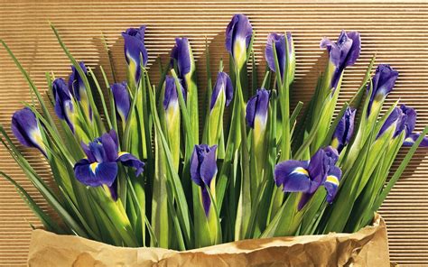 Irises wallpaper - Flower wallpapers - #5796