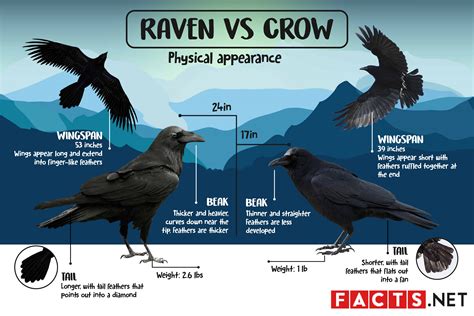 Raven VS Crow: What's The Difference? - Facts.net