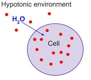 Hypertonic hypotonic isotonic simple diagrams - mendiki