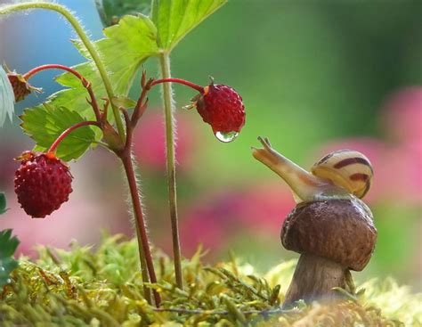 Magical World Of Snails Captured In Macro Photography By Vyacheslav ...