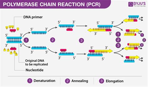 Pcr Diagram For Kids