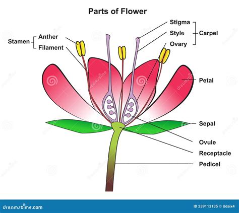 Parts of Flower Infographic Diagram Anatomy of Plant Stock Vector ...