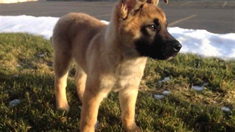 German Shepherd Akita Mix For Sale | PETSIDI