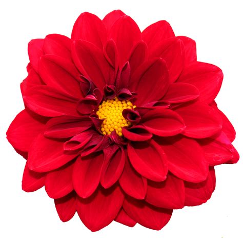 One Flower Png - PNG Image Collection